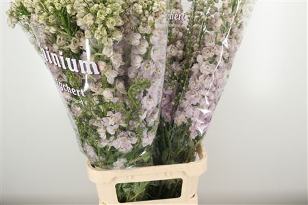 359953219_434712150_H_1-3 Delphinium El Dewi Pink Spijker 80 cm