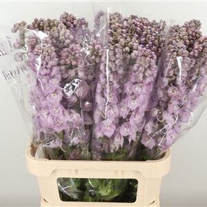 359953220_434712152_H_1-1 Delphinium El Dewi Pink Spijker 80 cm