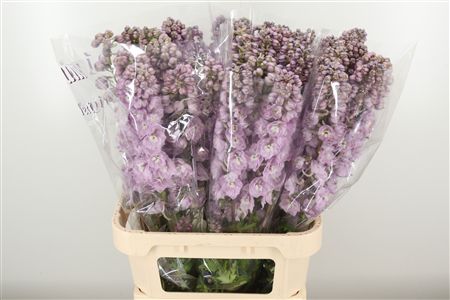359953220_434712152_H_1-1 Delphinium El Dewi Pink Spijker 80 cm