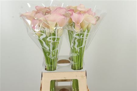 359953383_434712500_H_1-3 Kala Blushing Lady 50 cm