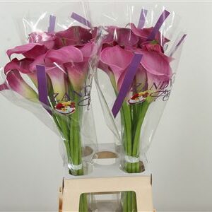 359953531_434712696_H_1-2 Kala Zant Fantasia 65 cm