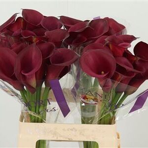 359953532_434712699_H_1-2 Červená kala Zantedeschia Red Salsa