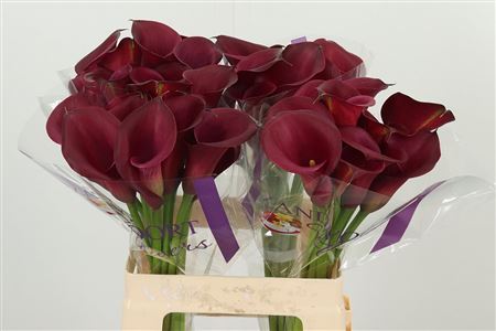 Červená kala Zantedeschia Red Salsa