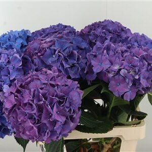 359953541_434712727_H_1-3 Hortenzia M Rodeo Purple