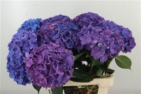 359953541_434712727_H_1-3 Hortenzia M Rodeo Purple