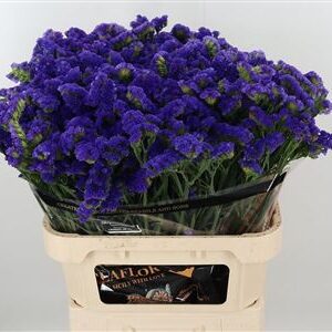 359953544_434712734_H_1-1 Tmavomodré kvety Limonium Crystal Dark Blue