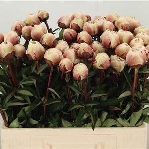 359953944_434713617_H_1-1 Paeonia Odile
