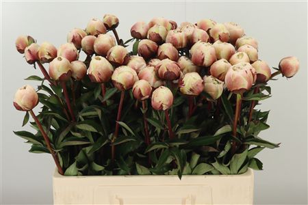 359953944_434713617_H_1-1 Paeonia Odile