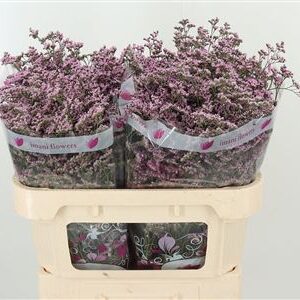 359954657_434715007_H_1-2 Limonium Saf Oshi Pink