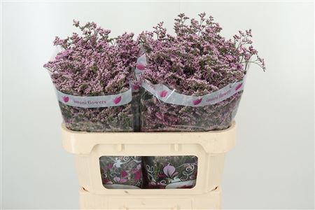 359954657_434715007_H_1-3 Limonium Saf Oshi Pink 70 cm