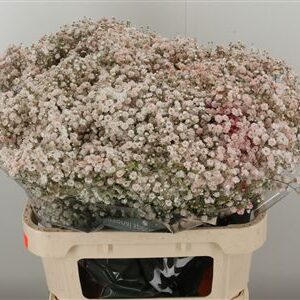 359954661_434715024_H_1-2 Gypsophila Dyed Xlence Cerise 80 cm sýto ružová