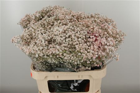 359954661_434715024_H_1-2 Gypsophila Dyed Xlence Cerise 80 cm sýto ružová