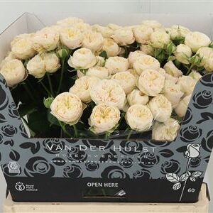 359954664_434715037_H_1 R Tr Royal Champagne