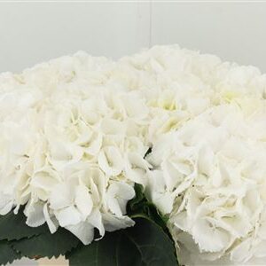 359954681_434715166_H_1-2 Hortenzia metlinatá Schneeball White