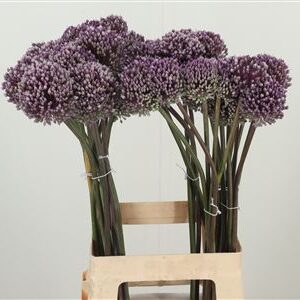 359954683_434715171_H_1-1 Okrasný cesnak Allium Summer Drummer s guľovitým fialovým súkvetím na dlhej stonke