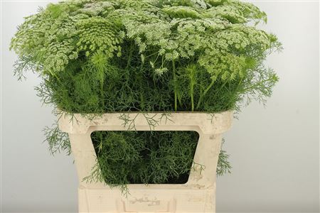 359954828_434715360_H_1-7 Ammi Visnaga Casablanca s jemnými bielymi súkvetiami