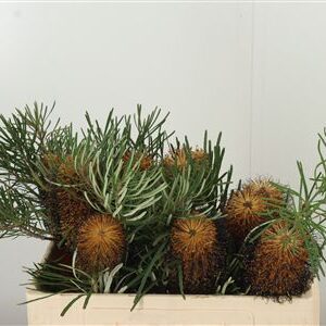 359955717_434716285_H_1 Banksia Spinulosa