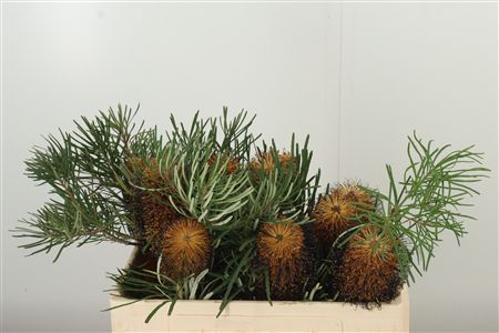 359955717_434716285_H_1 Banksia Spinulosa