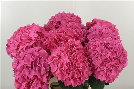 Hydr M Sibilla Rood