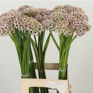 359961245_434722266_H_1-1 Okrasný cesnak Allium Silverspring