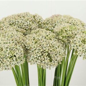 359961248_434722295_H_1-2 Biely okrasný cesnak Allium Nigrum White