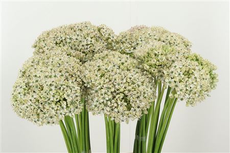 359961248_434722295_H_1-2 Biely okrasný cesnak Allium Nigrum White