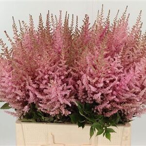 359961258_434722337_H_1-1 Astilbe Europa Pale Pink rezaný kvet