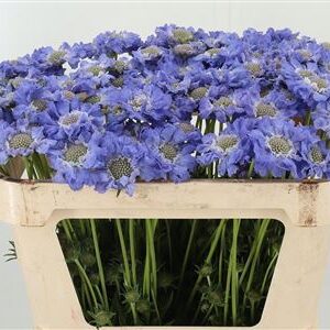 359961259_434722343_H_1-1 Scabiosa Staefa Blue rezaný kvet