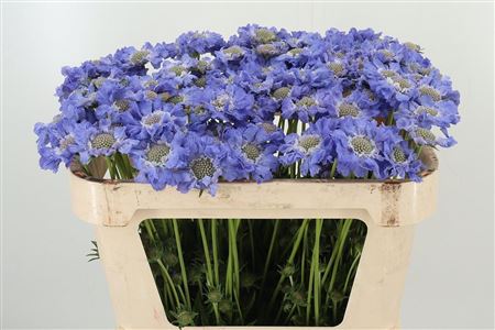 359961259_434722343_H_1-1 Scabiosa Staefa Blue rezaný kvet