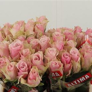 359961262_434722351_H_1-1 Ruža Pink Athena s krémovo-ružovými lupeňmi