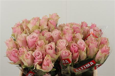 Ruža Pink Athena s krémovo-ružovými lupeňmi