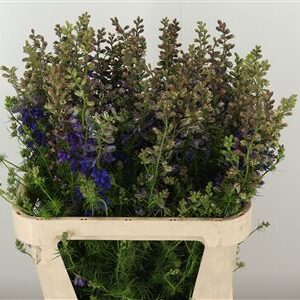 359961351_434722647_H_1-2 Tmavomodrý Delphinium Atlantis s výškou 70 cm