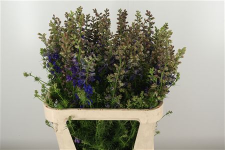 Tmavomodrý Delphinium Atlantis s výškou 70 cm