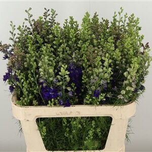 359961352_434722650_H_1-1 Tmavomodrý Delphinium Atlantis s výškou 70 cm