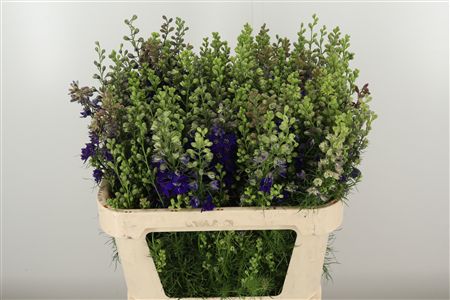 359961352_434722650_H_1-1 Tmavomodrý Delphinium Atlantis s výškou 70 cm