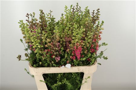359961354_434722652_H_1-1 Ružový Delphinium Rids Pink rezaný kvet