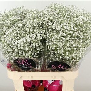 359961375_434722810_H_1 Gypsophila Pa Xlence 60 cm
