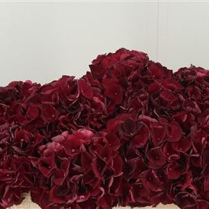 359961376_434722815_H_1-4 Hortenzia M Dark Ruby