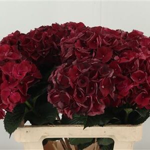 Hydr M Dark Ruby