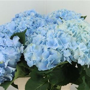 359961378_434722819_H_1-3 Hortenzia M Verena Blue
