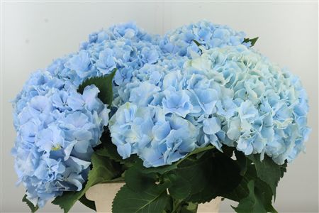 Hortenzia M Verena Blue