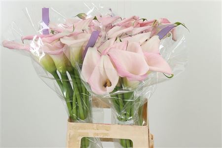 Zantedeschia Sweet Art 60 cm