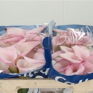 359961517_434722976_H_1-1 Zantedeschia Sweet Art 60 cm
