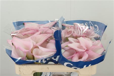 359961517_434722976_H_1-1 Zantedeschia Sweet Art 60 cm