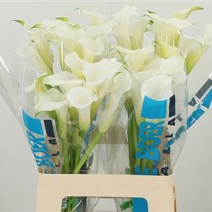 359961559_434723028_H_1-1 Biela kala Zant White Mambo s 60 cm stonkou