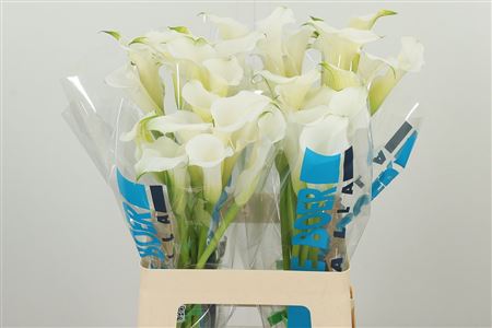 359961559_434723028_H_1-1 Biela kala Zant White Mambo s 60 cm stonkou
