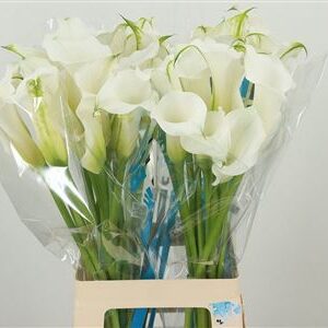 Biela kala Zant White Mambo s 60 cm stonkou