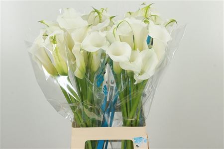359961560_434723029_H_1-3 Biela kala Zant White Mambo s 60 cm stonkou