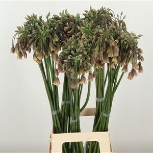 359961617_434723138_H_1-1 Allium Nectarscordum Siculum Bulgar 60 cm