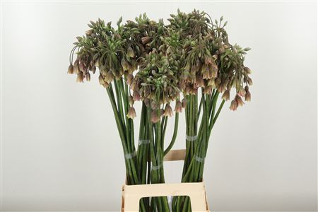 Allium Nectarscordum Siculum Bulgar 60 cm